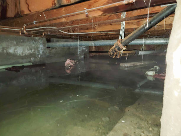 Best Ceiling water damage repair  in Cloverport, KY