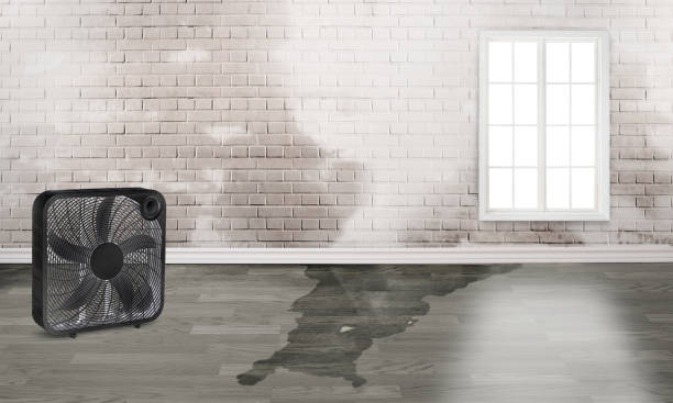 Best Ceiling water damage repair  in Cloverport, KY
